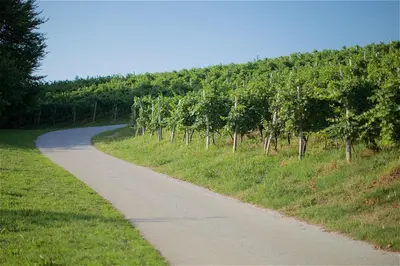 a dirt road with trees on the side of a hill at Tourist Farm Rooms Lovrec in Jiršovci