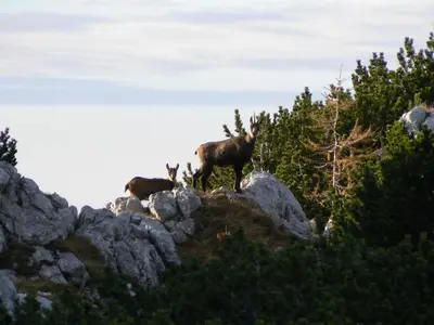 two animals standing on top of a mountain at Hiška vogar in Bohinj