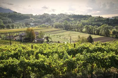 a view of a vineyard in the hills at BRIC Wine & Relax in Vogrsko