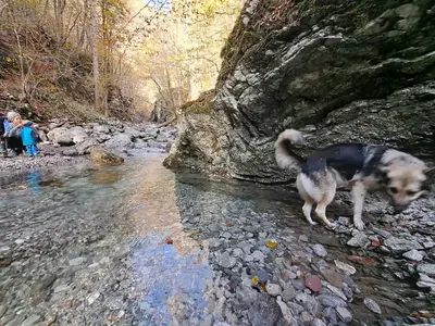 a dog standing on the rocks near a stream at Hikers Hut Hišar in Podbrdo