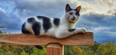 a black and white cat sitting on top of a wooden fence at Johanca in Obrov