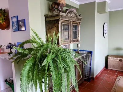 a plant in a room with a clock on the wall at Heaven Can Wait Country Retreat in Poljane nad Škofjo Loko