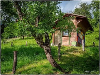 a small house in a field with a tree at Turistična kmetija Markun in Golnik