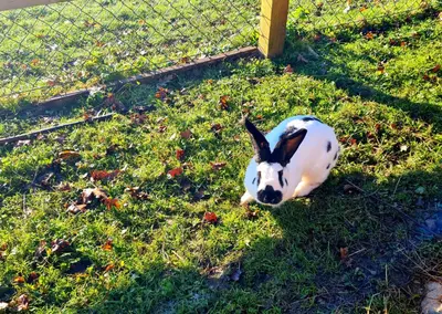 a dog laying in the grass next to a fence at Soba tete Tile - Hiša ob gozdu in Ptuj