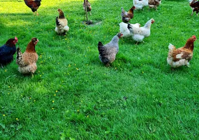 a group of chickens standing in the grass at Soba tete Tile - Hiša ob gozdu in Ptuj