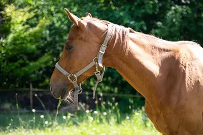 a brown horse eating grass in a field at Apartma Mimi in Radovljica