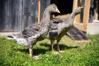 two birds standing in the grass in a yard at Apartma Mimi in Radovljica