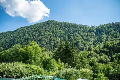 a mountain covered in trees with a blue at Apartma Mimi in Radovljica