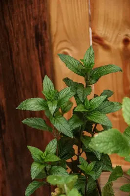 a green plant in front of a wooden wall at Superior Holiday Home Fortuna in Čatež ob Savi