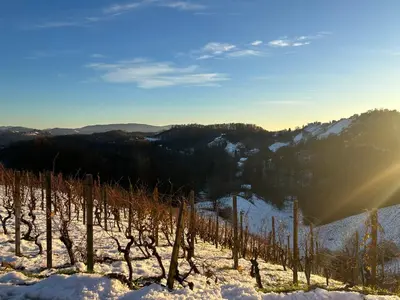 a row of trees in the snow with the sun shining at Ana Apartment in Gradišča