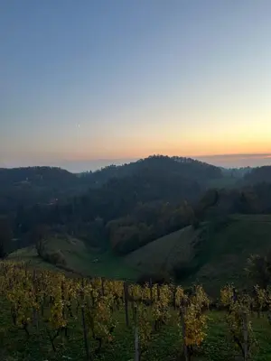 a view of a vineyard in the hills at sunset at Ana Apartment in Gradišča