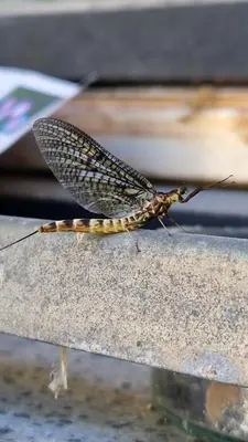 a butterfly is sitting on a concrete ledge at Apartma Ginga in Osilnica