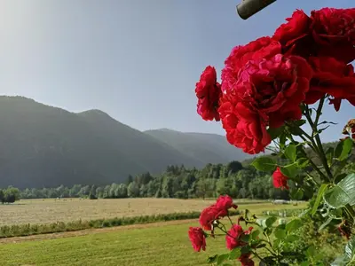 a bunch of red flowers with a field and mountains in the background at Apartma Ginga in Osilnica