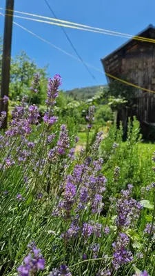 a field of purple flowers in front of a building at Apartma Ginga in Osilnica
