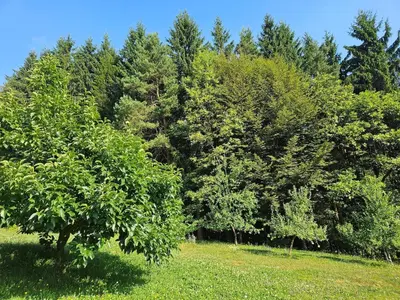 a group of trees in a field with grass at Red Riding Hood in Ljubljana
