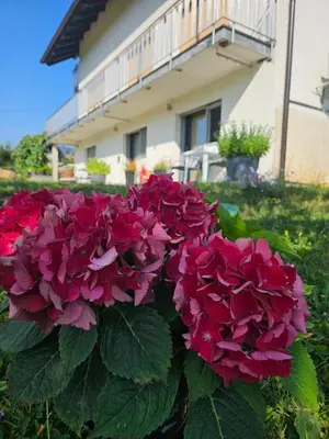 a bunch of pink flowers in front of a house at Red Riding Hood in Ljubljana
