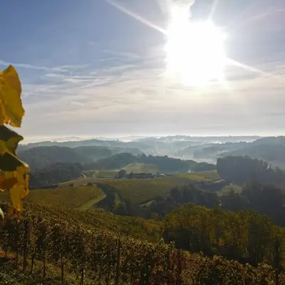 a view of a vineyard with the sun in the background at Apartment Relax in Raskrižje
