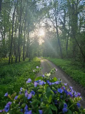 a dirt road through a forest with blue flowers at Apartment Relax in Raskrižje