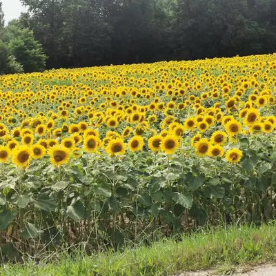 a large field of sunflowers at Apartment Relax in Raskrižje