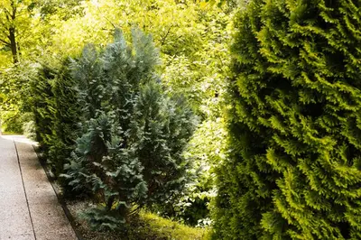 a group of trees and bushes next to a sidewalk at Brodnik Apartment in Trbonje