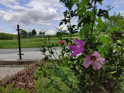 a bush with pink flowers in front of a cross at Studio Pr' Oreharjo in Zgornje Gorje