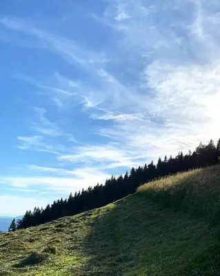 a grassy hill with trees on the horizon at Apartment Boris Sveta Planina in Knezdol