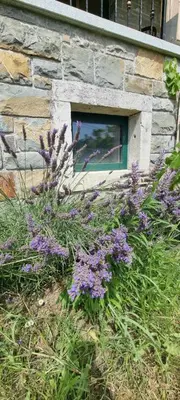 a bunch of purple flowers in front of a window at Vila Zavino in Branik