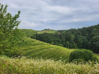 a green field with trees and a hill in the background at Hiša Heidi in Zavrč