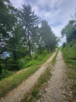 a dirt road in the middle of a forest at Hiša Heidi in Zavrč