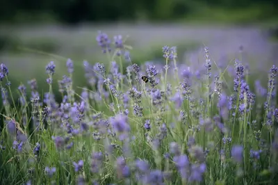 a bee in a field of purple flowers at Štajerska sivka - Jacuzzi & Savna in Maribor