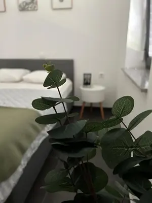 a green plant in a room with a bed at AURORA Apartment Banovci in Banovci