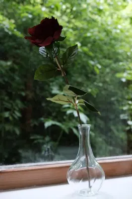 a rose in a vase on a window sill at Juaniz in Tolmin