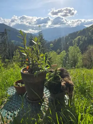 a cat standing in the grass next to some plants at Vista Larix Chalet in Ljubno