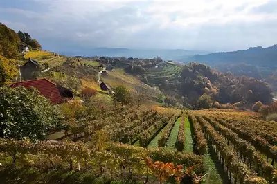 a view of a vineyard on a hill at Holiday home in Otocec - Kranjska (Krain) 26040 in Otočec