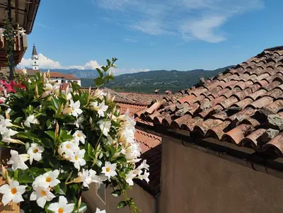 a bunch of white flowers on a roof at Apartma Helena in Ajdovščina