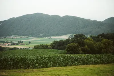 a field of crops with mountains in the background at Holiday Home Vinagora in Bistrica ob Sotli
