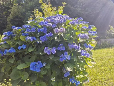 a bush of blue flowers in a yard at Apartma Slovenias in Škofja Loka