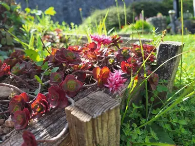a bunch of flowers on top of a wooden bench at Apartma Slovenias in Škofja Loka