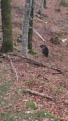 a black bear walking through a forest with trees at Bobnarica in Grahovo
