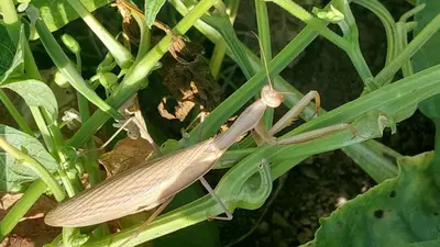 a brown insect sitting on a green plant at Bobnarica in Grahovo