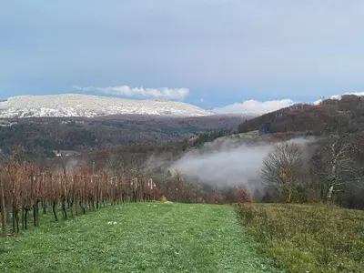 a grassy field with trees and mountains in the background at Vineyard Cottage Rigelj in Dolenjske Toplice
