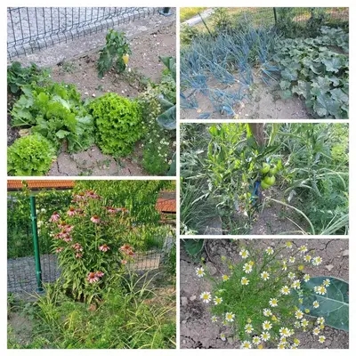a collage of pictures of different garden plants at Apartma PRI AJHECI in Pristava pri Mestinju