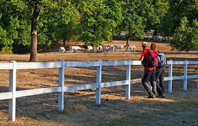 two people looking at a herd of sheep in a field at Apartmaji Robida in Sežana