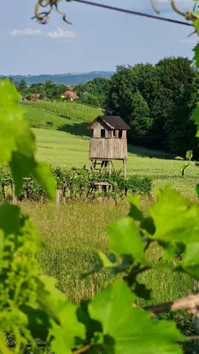 a house in the middle of a green field at Hiša nad vinogradom in Ptuj