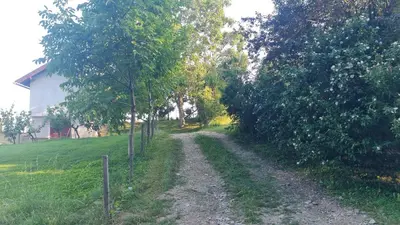 a dirt road in a field with trees and a house at Hiša nad vinogradom in Ptuj