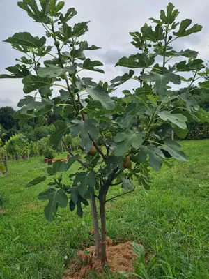 a small apple tree in a field at Hiša nad vinogradom in Ptuj