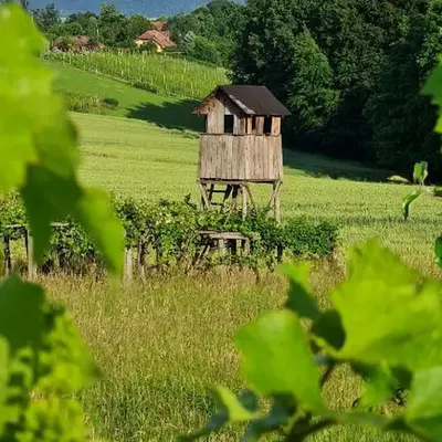 Hiša nad vinogradom