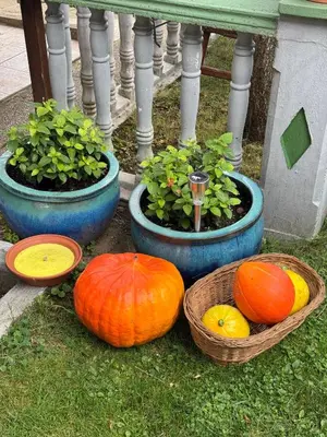 a group of pumpkins and baskets on the grass at Green Garden Home in Cerknica