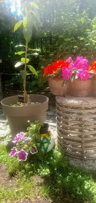 a group of potted plants and flowers in pots at Green Garden Home in Cerknica