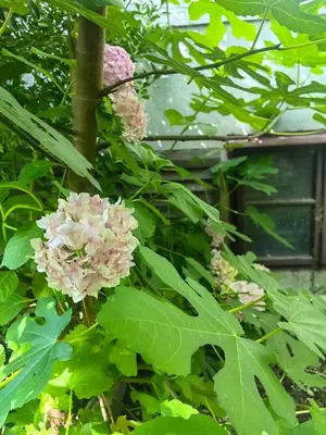 a bunch of pink flowers on a tree at Hiša Hortenzija Luče in Luče